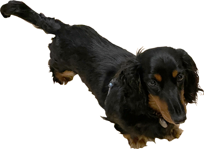 Hairy Mulligan